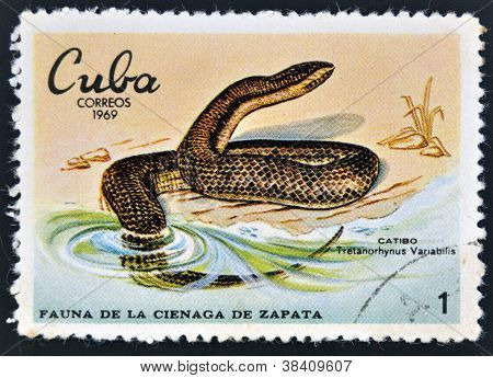 CUBA - por volta de 1969: Um selo imprimido em cuba dedicado à fauna do catibo de shows de pântano Zapata cerca de