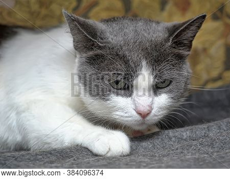 Gray With White Sad Shorthair Cat  Close Up