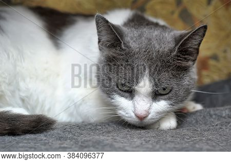 Gray With White Sad Cat