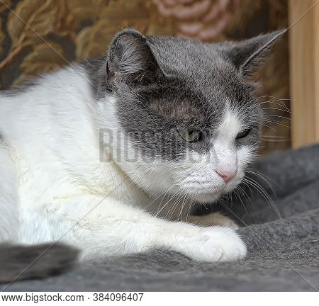 Gray With White Sad Cat