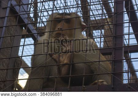 The Southern Pig-tailed Macaque (macaca Nemestrina). Animal In A Cage.