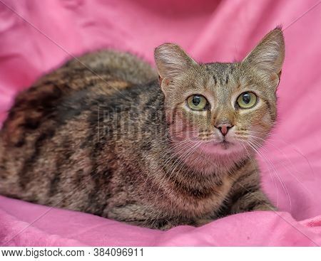 Striped Cat With A Clipped Ear