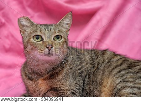 Striped Cat With A Clipped Ear