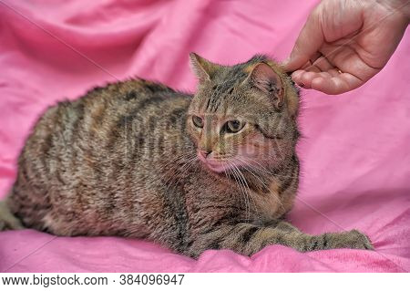 Striped Cat With A Clipped Ear
