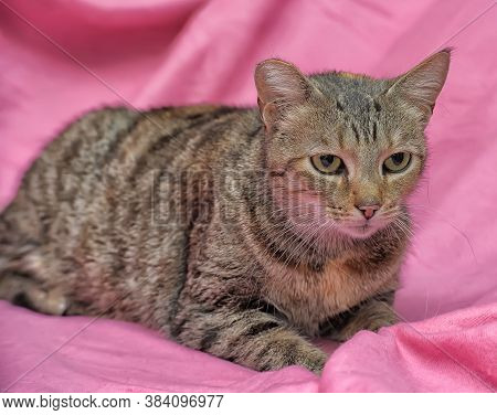 Striped Cat With A Clipped Ear