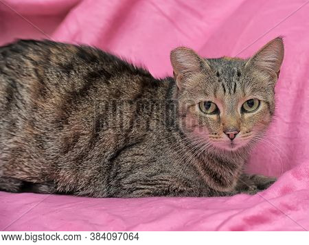 Striped Cat With A Clipped Ear