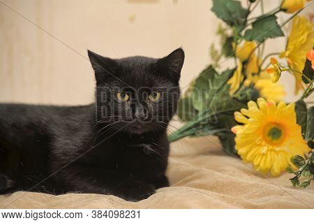 Black Cat And Yellow Flower