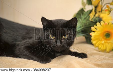 Black Cat And Yellow Flower