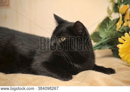 Black Cat And Yellow Flower
