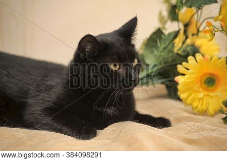 Black Cat And Yellow Flower