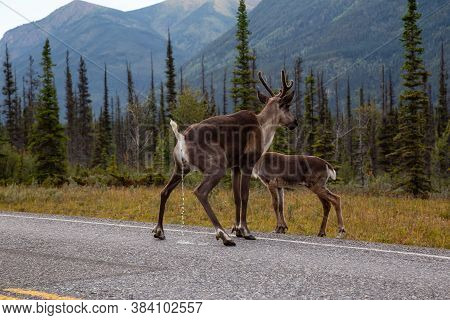 Cariboo Peeing On A Scenic Road During A Cloudy Morning Sunrise. Taken In Northern Canadian Rockies,