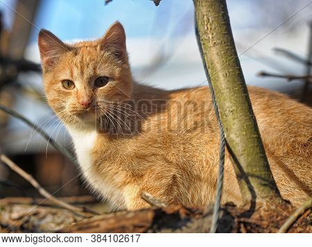 Red Cat On A Tree Close Up