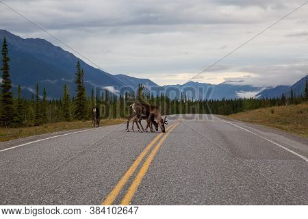 Cariboo Family Walking On A Scenic Road During A Cloudy Morning Sunrise. Taken In Northern Canadian 