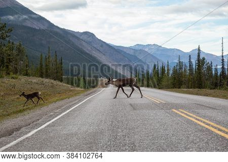 Cariboo Family Walking On A Scenic Road During A Cloudy Morning Sunrise. Taken In Northern Canadian 