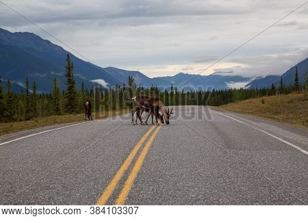 Cariboo Family Walking On A Scenic Road During A Cloudy Morning Sunrise. Taken In Northern Canadian 