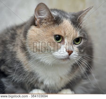 Plump Gray With A Red And White Short-haired Cat