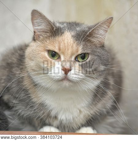 Plump Gray With A Red And White Short-haired Cat