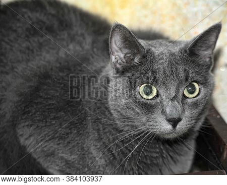 Very Thick Gray Short-haired Cat  Indoor Photo Close Up