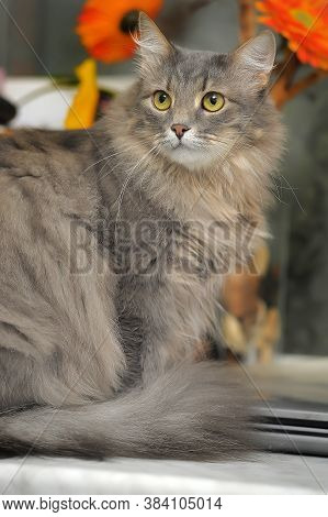 Beautiful Fluffy Gray Cat And Orange Flowers