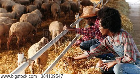 Young African American Couple Of Farmers Sitting In Stable And Feeding Sheep And Lambs. Male And Fem