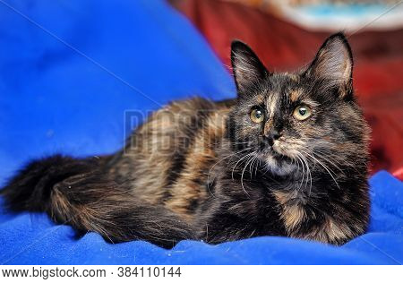 Young Tortoiseshell
 Cat Close Up Indoor Photo
