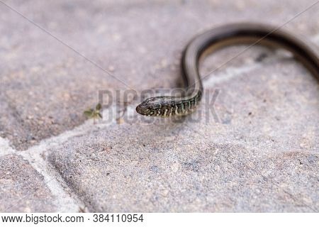 Island Glass Lizard Ophisaurus Compressus Is A Legless Lizard