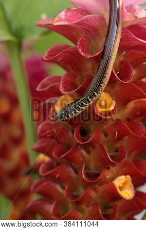 Island Glass Lizard Ophisaurus Compressus Is A Legless Lizard