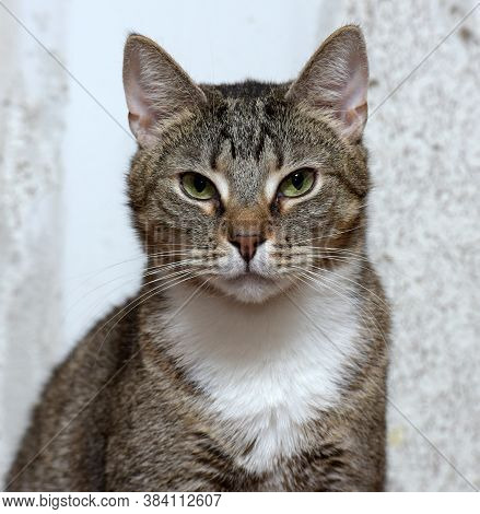 Sad Tabby Cat In The Shelter - Portrait