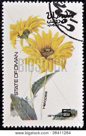 โอมาน - เซอร์กา 1977: แสตมป์พิมพ์ในโอมานที่ทุ่มเทเพื่อแสดงดอกไม้ Heliopsis เซอร์กา 1977