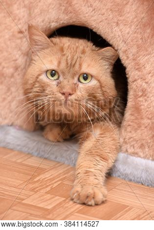 Cat Sitting On The Cat's Plush House