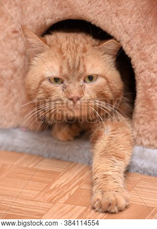 Cat Sitting On The Cat's Plush House