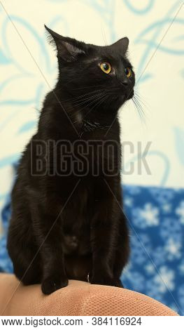 Black Cat With Amber Eyes On A Blue Background