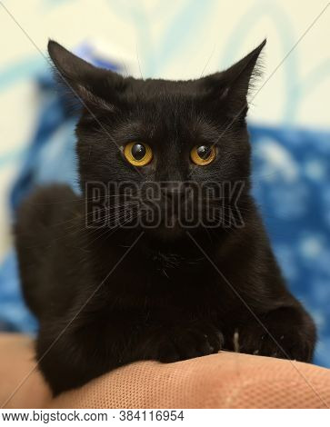 Black Cat With Amber Eyes On A Blue Background