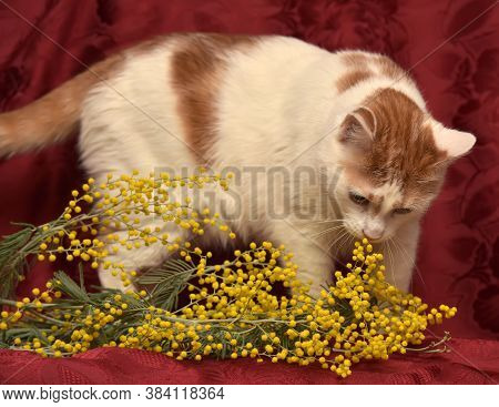 White With A Red Cat And Mimosa On A Red Background