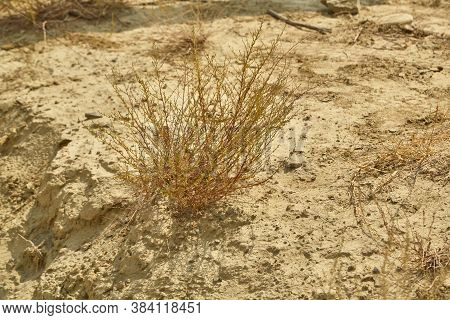 Dry Surface And Dry Plants On The Site Of A Dried-up River.