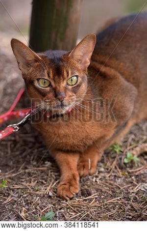 Abyssinian Cat Outdoor In Summer Close Up
