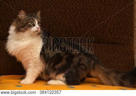 White With Brown Fluffy Cat.