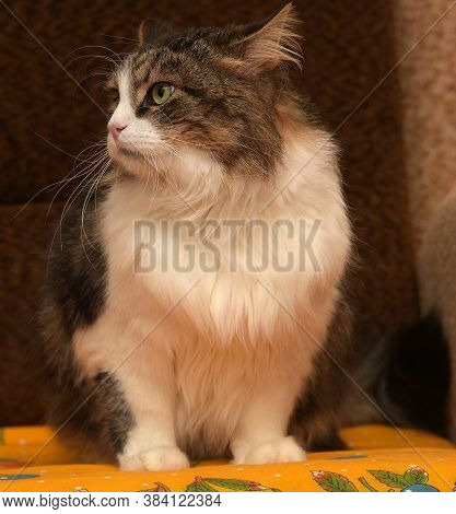 White With Brown Fluffy Cat.