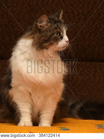 White With Brown Fluffy Cat.