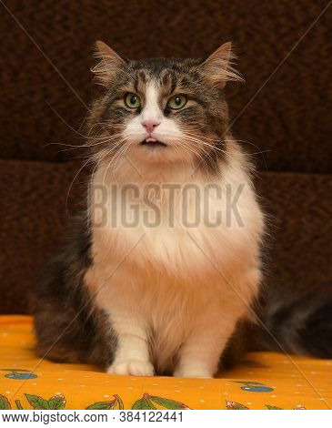 White With Brown Fluffy Cat.