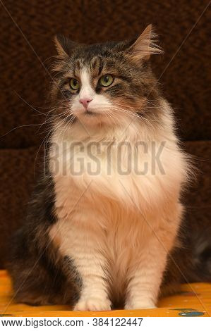 White With Brown Fluffy Cat.