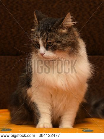 White With Brown Fluffy Cat.
