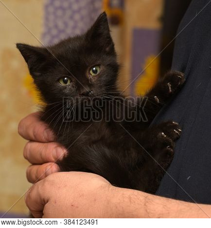 Black Little Kitten In  Arms Close Up