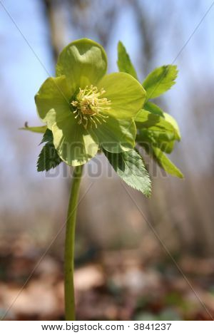 Lenten Rose