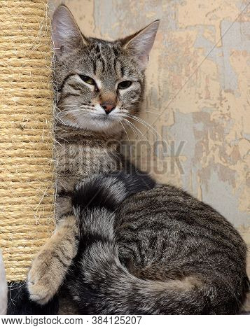 Tabby Cat Next To Clawfish Close Up