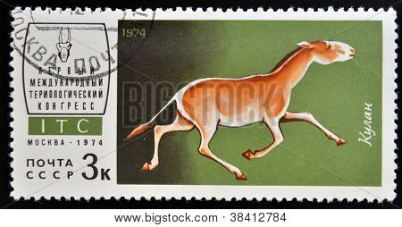 สหภาพโซเวียต - เซอร์กา 1974: แสตมป์พิมพ์ kulan แสดงรัสเซียเซอร์กา 1974