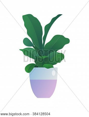 Ficus Lyre Houseplant In Flowerpot. Indoor Plant For Organic Home Or Office Interior Decoration Bota