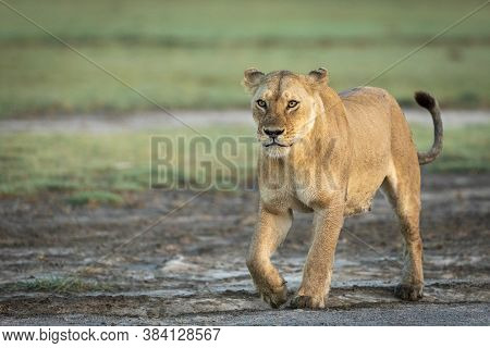Horizontal Portrait Of A Walking Lioness In Ndutu In Tanzania