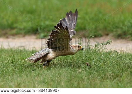 The Lanner Falcon (falco Biarmicus) Flies Away From The Grass. Falconry-guided Bird Of Prey.