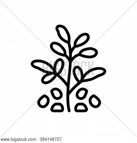 Black Line Icon For Fenugreek Seed Trigonella Foenum-graecum Leaves Aromatic Condiment Spice Flavor 